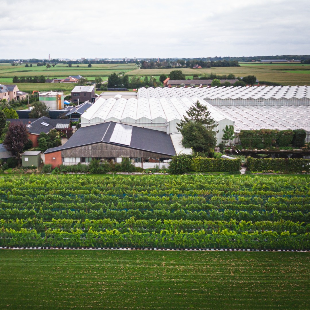 Loewi Loenhout winery luchtfoto wijngaard